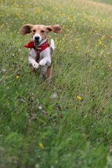 Beagle springt &uuml;ber eine Sommerwiese