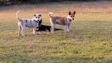 Thailand three dogs play.