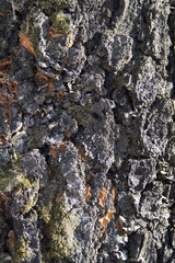 texture of wood bark with moss