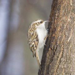 Small bird Eurasian or Common Treecreeper, Certhia familiaris, close-up portrait on tree with bokeh background, selective focus, shallow DOF