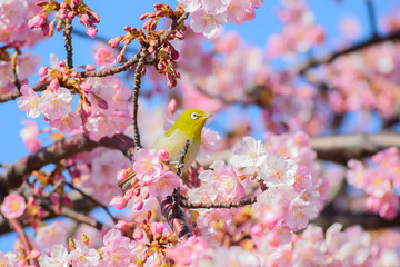ピンクの桜とメジロ