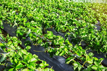 The strawberries in field.