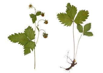Dried strawberry branch with the root isolated. Extruded pressed strawberry leaves. Herbarium. It...