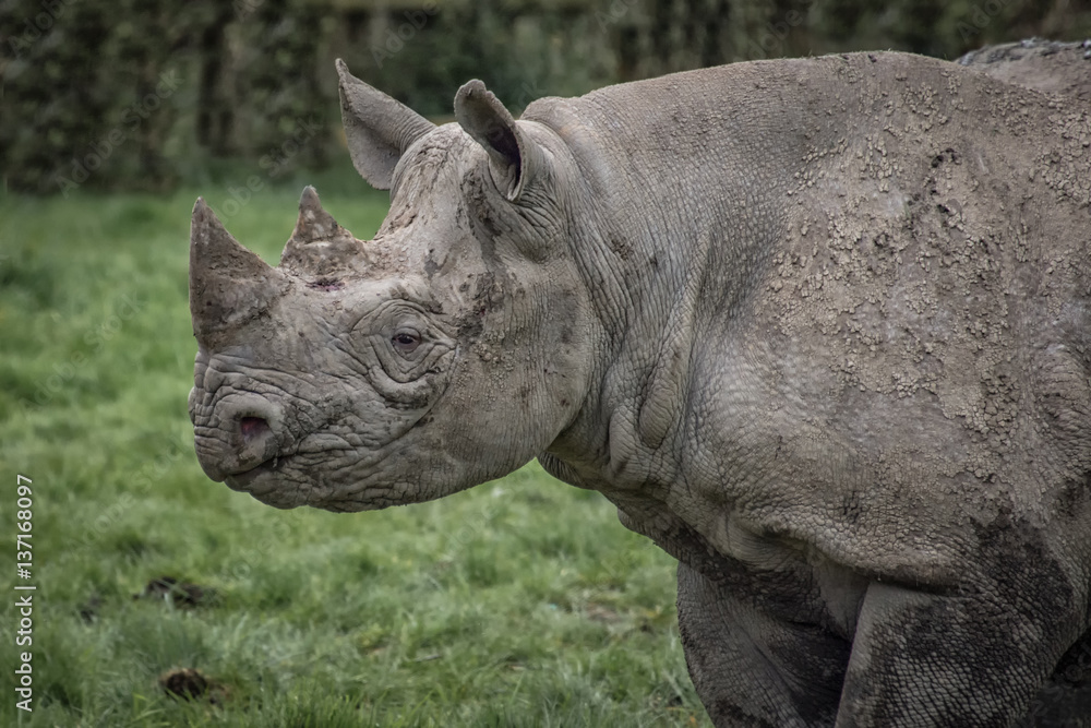 Poster A close up half length profile image of a rhino staring left with mud and dirt on its hide