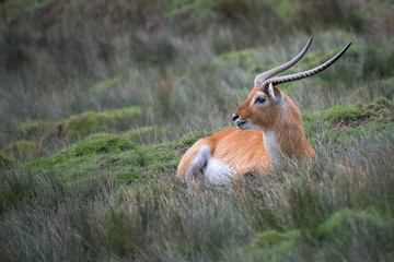 An lonely alert lechwe antelope lying on the grass and staring to the left