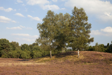 Bl&uuml;hende Heidelandschaft, Naturschutzgebiet Westruper Heide, M&uuml;nsterland, Nordrhein-Westfalen, Deutschland