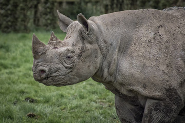 A close up half length profile image of a rhino staring left with mud and dirt on its hide