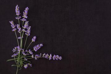 Lavender flower background.