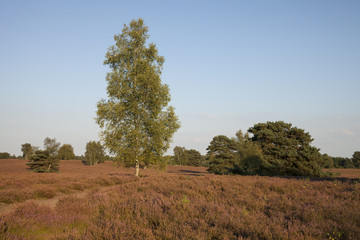 Birke (Betula) und blühende Heide, Naturschutzgebiet Westruper Heide, Haltern am See, Münsterland, Nordrhein-Westfalen, Deutschland