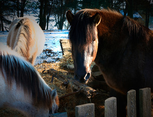 Portret Konia © Wojciech Lisiński