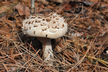 Macrolepiota rhacodes growing in soil in autumn, similar to Parasol mushroom (Macrolepiota Procera) Great edible mushroom