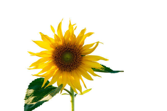 Sunflower isolated on white background. Clipping path