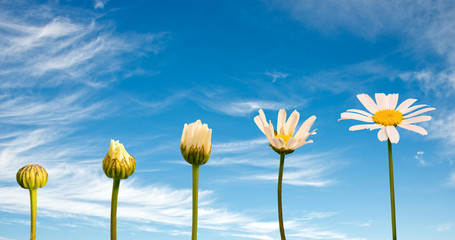Stages of growth and flowering of a daisy, blue sky background, life concept