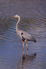 Great Blue Heron Ardea herodias  Fort Myers beach Gulf Coast Florida USA