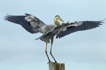 Great Blue Heron Ardea herodias flying from post  Fort Myers beach Gulf Coast Florida USA