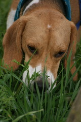 Beagle schnüffelt im Gras
