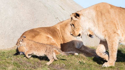 Lioness and cubs, exploring their surroundings