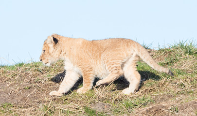 Lion cub exploring it's surroundings