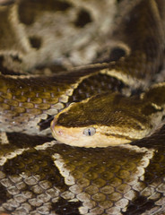 Fer-de-Lance