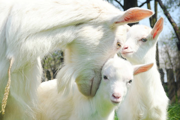 Clouseup of three white goats standing among green grass on a warm spring day. Family of a mother and her two children resting and spending time together. Mother hugs her children