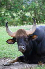 indian gaur