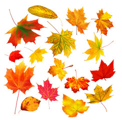 collection beautiful colourful autumn leaves isolated on white background