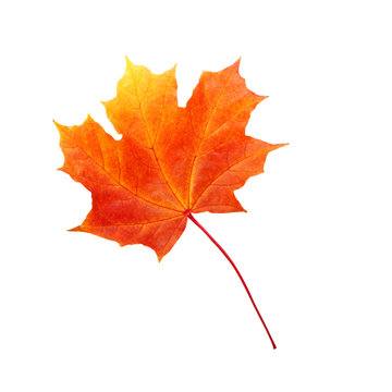 autumn maple leaf isolated on white background