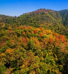Aerial view of autumn forest