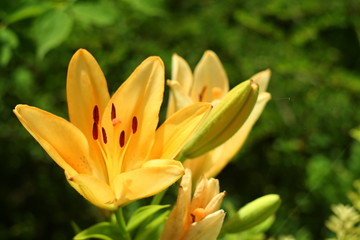 Yellow and pink lily flower macro , isolated on natural background