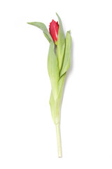 Red tulip flower on white background