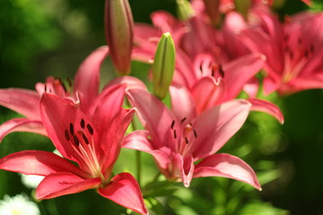 Pink lily flower macro , isolated on natural background