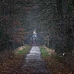 Ein Waldweg in der Nähe von Nordkirchen