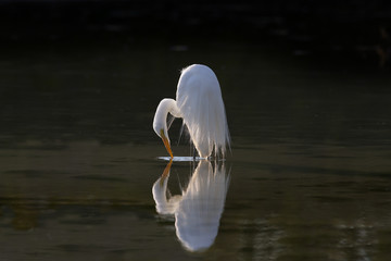 Great Egret Casmerodius alba preening in coastal lagoon Fort Myers Beach Florida USA