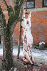 Home pig slaughter, pig hanging