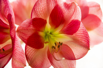 Fototapeta na wymiar アマリリスの花