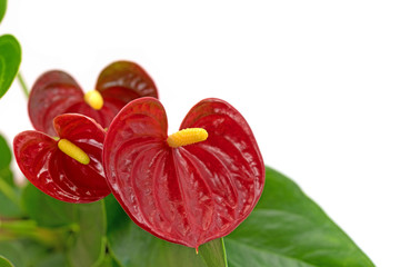 Flamingoblume, Anthurium, Anthurie