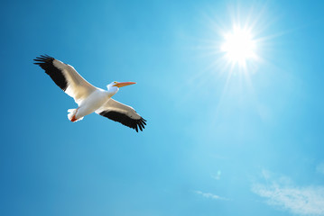 Fototapeta na wymiar Pelican over blue sky background