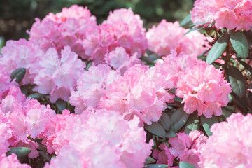 Flower Pink Rhododendron