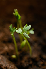Green sprout macro