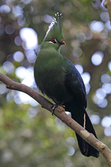 Langschopfturako (Tauraco livingstonii) sitzt in einem Busch.