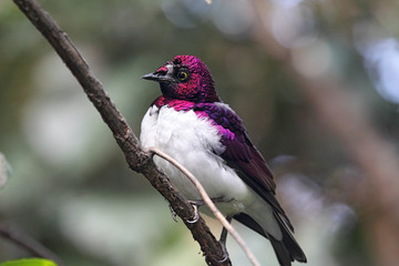Amethystglanzstar (Cinnyricinclus leucogaster) sitzt auf einem Ast.