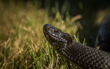 Black European adder - Vipera berus - in Norway