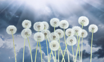 Dandelion flower on dark blue sky background. Bright clouds, beautiful landscape in summer season.