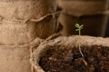 Peat pots with seedlings closeup