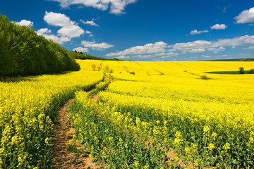 Tractor Tracks through Endless Fields of Oilseed rape blossoming under Blue Sky with Clouds - obrazy, fototapety, plakaty
