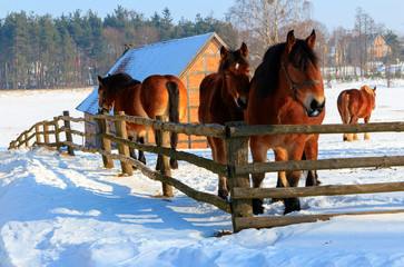 Fototapeta na wymiar Zimowe Konie 