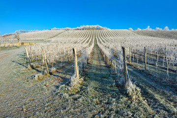 Fototapeta premium Weinberg im Winter, von Raureif bedeckt