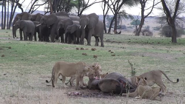 Masai lion or East African lion (Panthera leo nubica syn. Panthera leo massaica) feeding on  an African bush elephant (Loxodonta africana. Tanzania