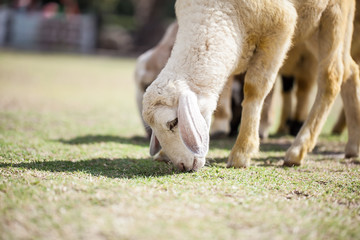 Sheep Grazing grass