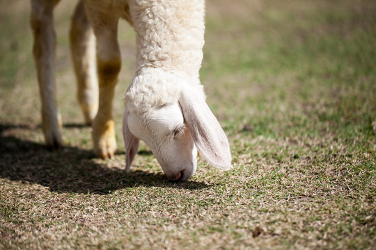 Sheep Grazing grass